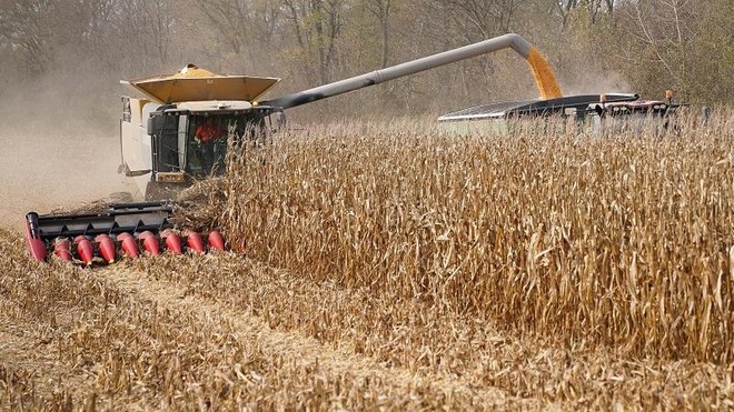 Theo số liệu của Bộ Nông nghiệp Mỹ, Trung Quốc nhập khẩu kỷ lục hơn 11,74 triệu tấn ngô từ Mỹ, trong 5 tháng đầu năm 2021. Ảnh: Reuters