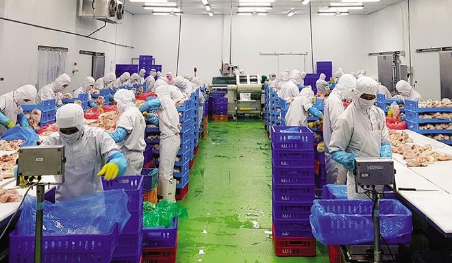 Các doanh nghiệp đang nỗ lực tìm kiếm nguồn cung để sớm có vắc-xin Covid-19 tiêm phòng cho người lao động. Trong ảnh: Dây chuyền chế biến thịt gà tại Công ty TNHH Koyu & Unitek, Khu công nghiệp Long Bình (Loteco), Biên Hòa (Đồng Nai )