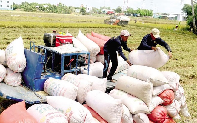 Giá gạo xuất khẩu của Việt Nam tiếp tục giữ ở mức cao, đạt trung bình 544,4 triệu USD/tấn, tăng gần 12% so với cùng kỳ năm 2020.