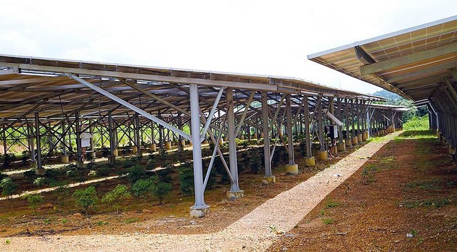 Dưới những tấm pin năng lượng mặt trời tại một dự án trang trại nông nghiệp ở Tây Nguyên chỉ là vài cây đinh lăng trồng để “đối phó”. Ảnh: Nhiệt Băng
