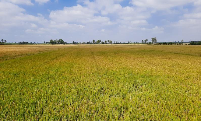Long An được phép chuyển 142,61 ha đất trồng lúa sang đất phi nông nghiệp để làm cụm công nghiệp