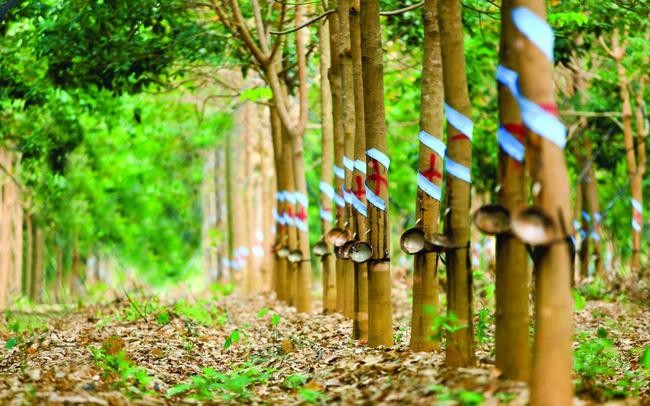 Cao su Phước Hòa có diện tích vườn cao su lên đến hơn 15.000 ha.