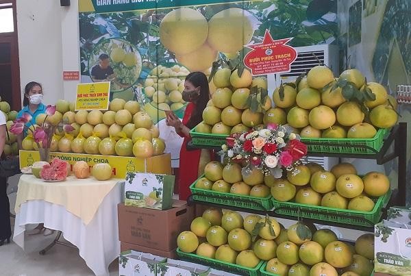 Mặc dù đã vào vụ thu hoạch nhưng vựa bưởi Phúc Trạch tại Hương Khê, Hà Tĩnh gặp khó bởi các thị trường tiêu thụ phải tuân thủ nghiêm ngặt chỉ thị chống dịch Covid-19.