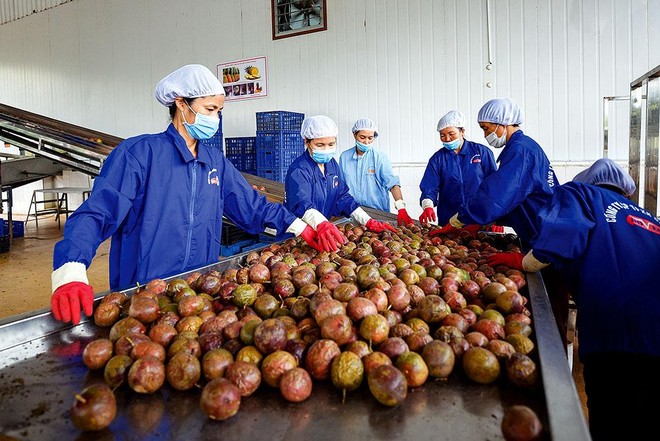 Những lô hàng trái cây mang thương hiệu Việt đã chinh phục được nhiều thị trường. Ảnh: Đức Thanh