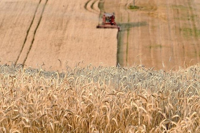 Thiếu hụt nguồn cung từ Ukraine đồng nghĩa thế giới sẽ hụt mất một số loại lúa mì tốt nhất. Ảnh: AFP