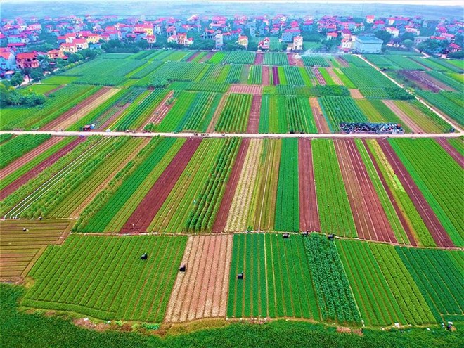Trên địa bàn Thủ đô Hà Nội đã xây dựng được 120 mô hình nông nghiệp công nghệ cao (Ảnh: Minh Thắng)