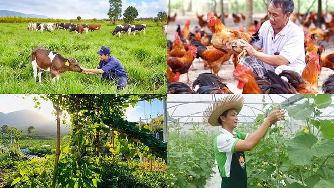 Mô hình kinh tế trang trại trong sản xuất nông nghiệp tại Thủ đô Hà Nội đã hình thành từ lâu và không ngừng được mở rộng, phát triển. 
