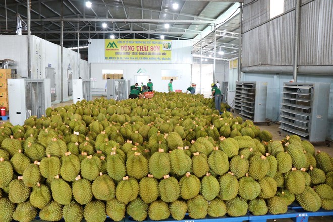 Sầu riêng Việt Nam là loại quả mới được Trung Quốc cấp phép nhập khẩu chính ngạch.