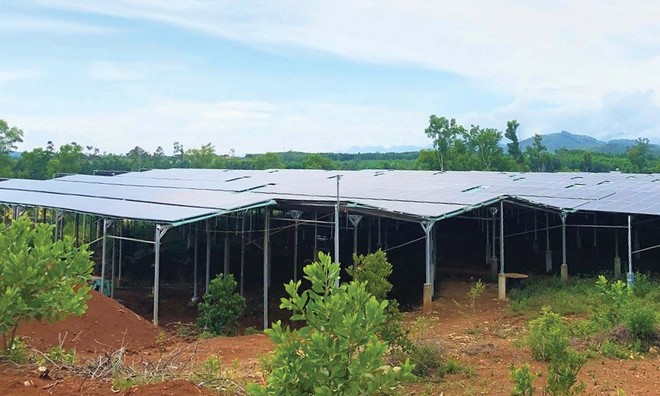 Hệ thống điện mặt trời “mọc” lên trên khu đất mà HTX Nông nghiệp Mỹ Tân An được tỉnh Quảng Nam giao để thực hiện đầu tư xây dựng trang trại sản xuất nông, lâm nghiệp.