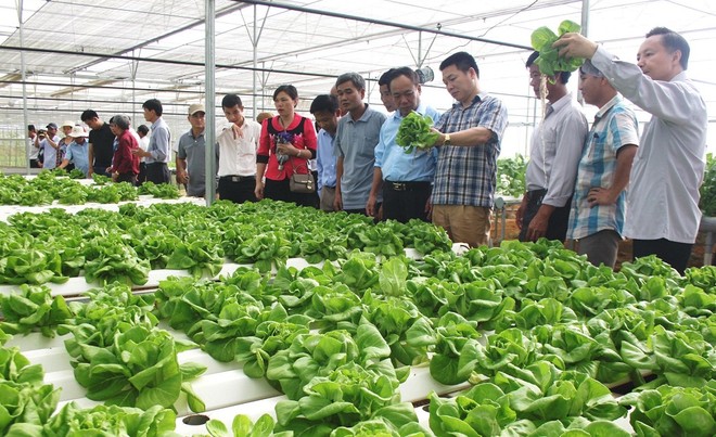 Thành phố Đà Nẵng đã có 3 vùng nông nghiệp ứng dụng công nghệ cao được quy hoạch chi tiết tỷ lệ 1/500, diện tích 65,9 ha.