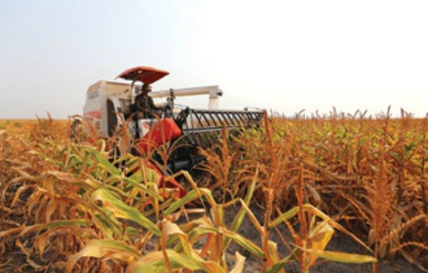 HAG đang trồng thí điểm bắp ở Campuchia