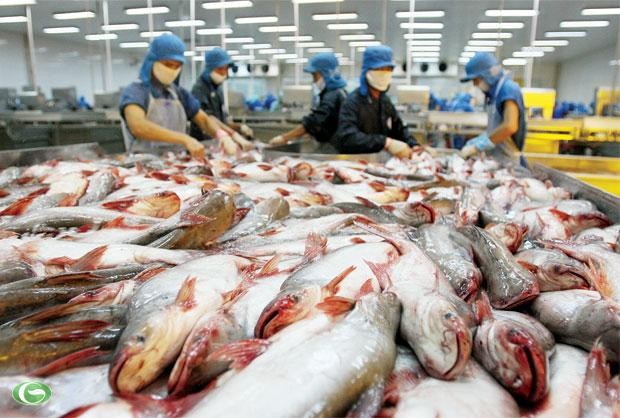 Chính phủ đồng ý chưa thực hiện một số Điều khoản của Nghị định số 36 về cá tra