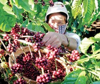 Kim ngạch xuất khẩu cà phê 10 tháng đầu năm 2009 ước đạt 1,4 tỷ USD.
