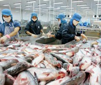 Cá tra là một trong những sản phẩm sản xuất khẩu chủ lực của ngành thủy sản Việt Nam - Ảnh: Hoài Nam