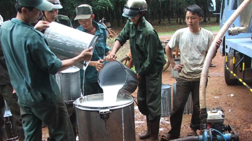 Mua mủ cao su tại Bình Phước - Ảnh: Bùi Liêm