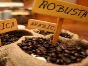 Kinh doanh cà phê trên sàn nộp thuế như chứng khoán