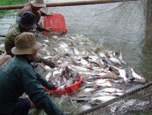 Nông dân nuôi cá tra đang đối mặt với nhiều khó khăn - Ảnh: Internet