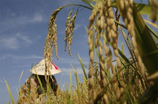 Bảo Việt, Bảo Minh và Vinare đối mặt rủi ro từ bảo hiểm nông nghiệp