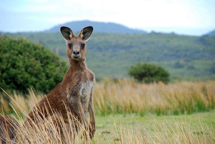 Cụ ông 70 tuổi bị kangaroo tấn công ngay trong sân nhà