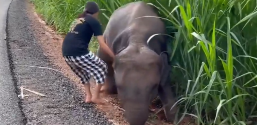 Cư dân mạng "xỉu lên xỉu xuống" trước hành động cứu vớt chú voi con đáng thương của một cô gái tốt bụng