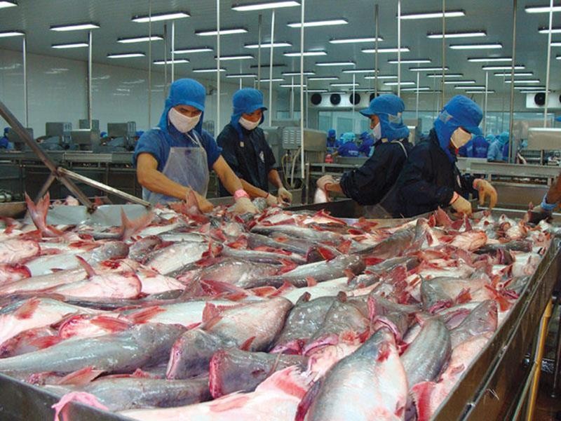 Giá cá tra tăng, doanh nghiệp cá tra kỳ vọng thắng lớn
