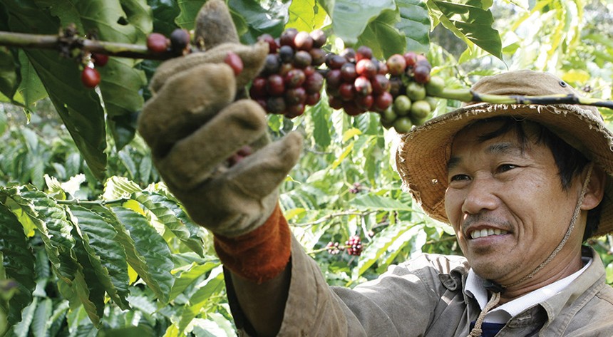 Phần lớn người trồng cà phê Việt Nam thuộc diện sản xuất nhỏ lẻ, khó tiếp cận thông tin thị trường và thường xuyên bị "ép giá"