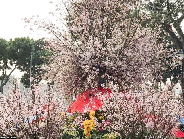 Rực rỡ sắc hoa anh đào tại khu vực Vườn hoa tượng đài Lý Thái Tổ trong mùa lễ hội năm 2018