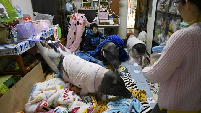 4 con lợn trong căn hộ chung cư của Tsai và bạn cùng nhà. Ảnh: AFP. 
