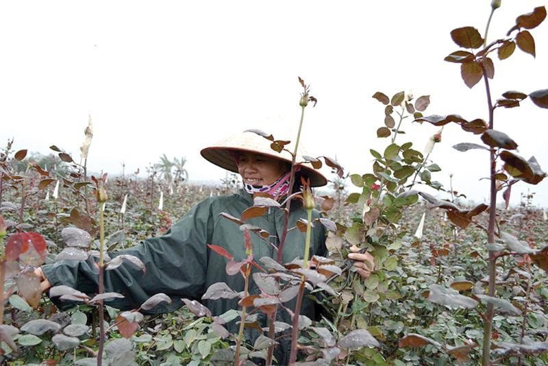 Nghề trồng hoa mang lại nguồn thu nhập cao và ổn định cho nhiều hộ dân ở huyện Mê Linh.