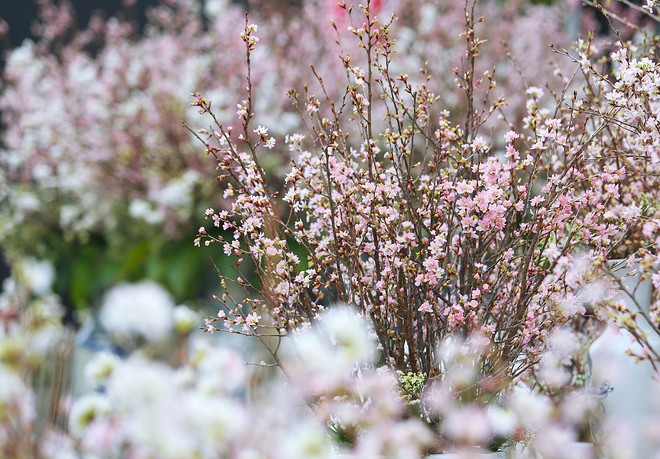 Hoa anh đào Nhật Bản khoe sắc bên Hồ Gươm
