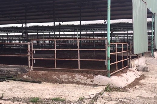 Trang trại chăn nuôi bò Bình Hà hoang tàn cho đến lúc nguyên tổng giám đốc công ty này bị khởi tố.