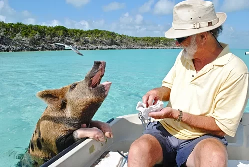 Bahamas, nơi nổi tiếng với đàn lợn biết bơi, là điểm đến hàng đầu bằng máy bay riêng của giới siêu giàu nước Mỹ và thế giới. Ảnh: Pixabay.