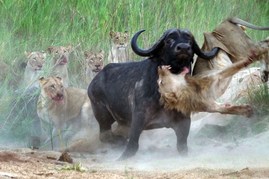 Trâu rừng đối đầu sư tử: Khi con mồi vùng lên chống trả lại kẻ đi săn