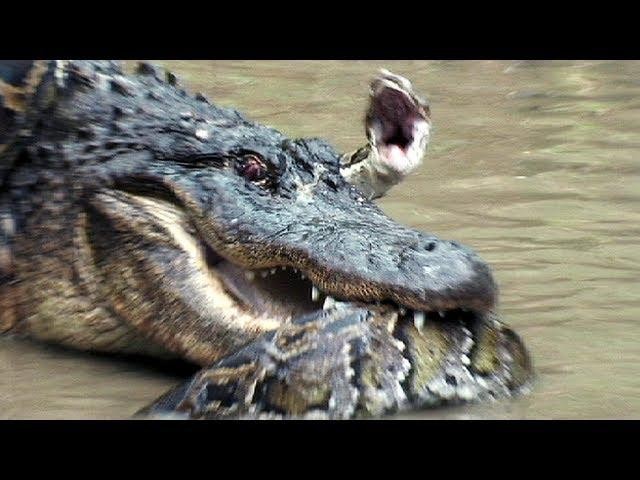Trận chiến căng não giữa hai "kỳ phùng địch thủ" trăn khổng lồ và cá sấu 