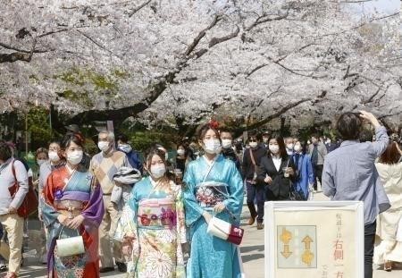 Hoa anh đào nở rộ tại Tokyo, Nhật Bản, ngày 27/3/2021. (Ảnh: Kyodo/TTXVN).