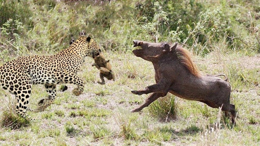 Lợn rừng châu Phi nỗ lực húc tung cả người con báo lên không trung để cứu lợn con 