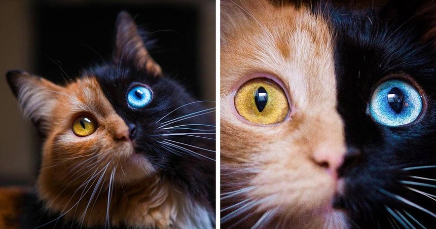 The cat has a strange beauty, the face is like a fusion of two different cats