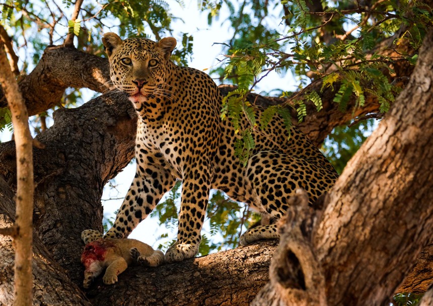The terrible "punishment" of the leopard for the lion family