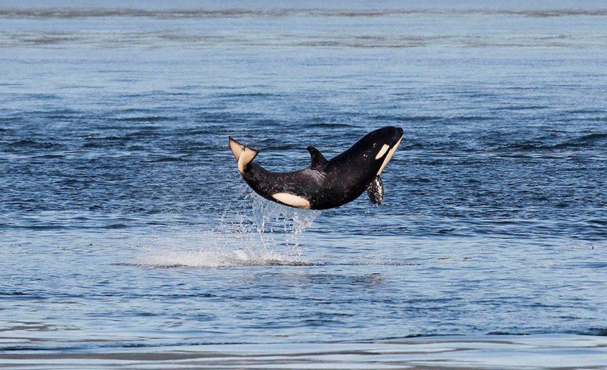 Hãy đón nhận nguồn năng lượng tích cực từ chú cá voi sát thủ "hạnh phúc nhất trên thế giới"