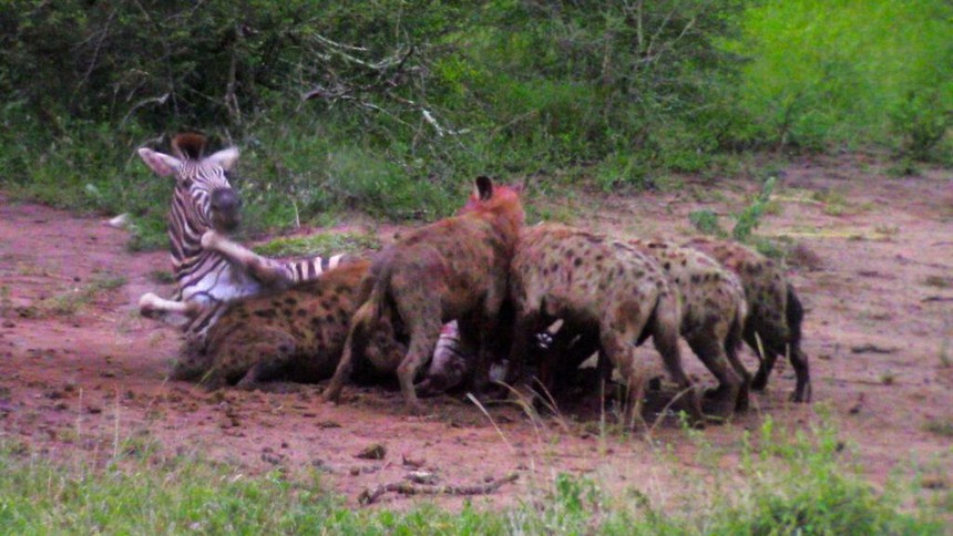 Ngựa vằn run rẩy trong vòng vây của bầy linh cẩu đói khát
