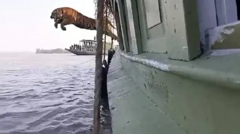Phấn khích vì được trả tự do, chú hổ Bengal "phi thân" từ trên tàu xuống nước