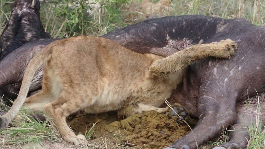 Hungry for food and drink, the lion king got his head stuck in the belly of a wild buffalo