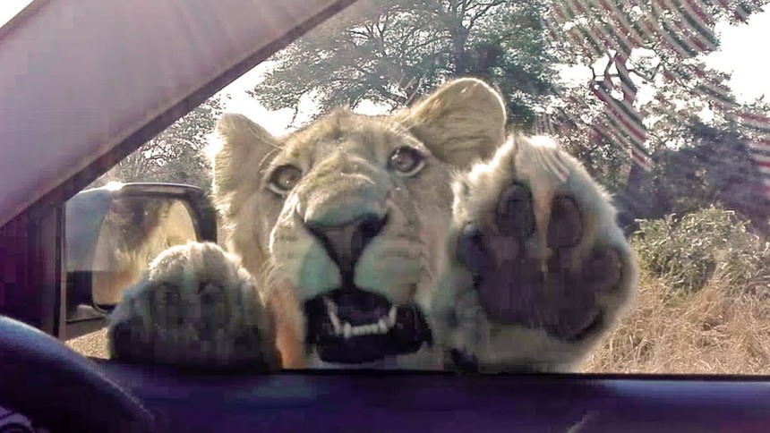 Chú sư tử có sở thích đập cửa sổ xe ô tô của du khách