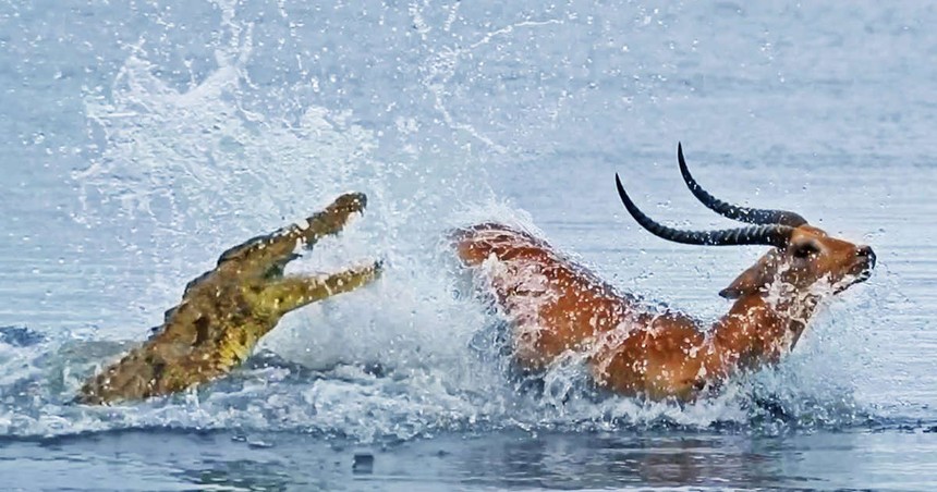 Chấp lợi thế sân nhà, chú linh dương dũng cảm cho cá sấu "hít khói" trong cuộc đua sinh tử