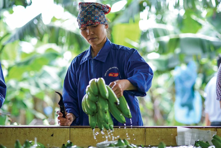 Xuất khẩu rau quả được dự báo tăng trưởng khả quan do thị trường Trung Quốc mở cửa trở lại Ảnh: Đức Thanh.