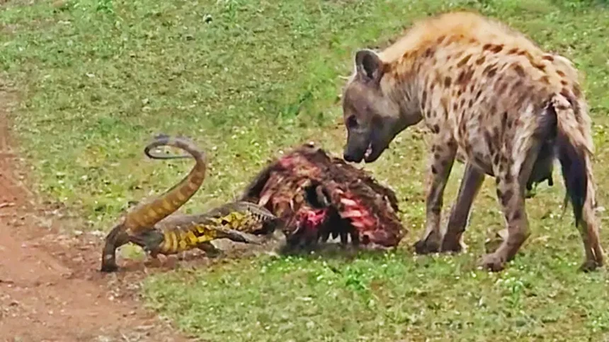 For "a piece of food", lizards dare to confront hyenas