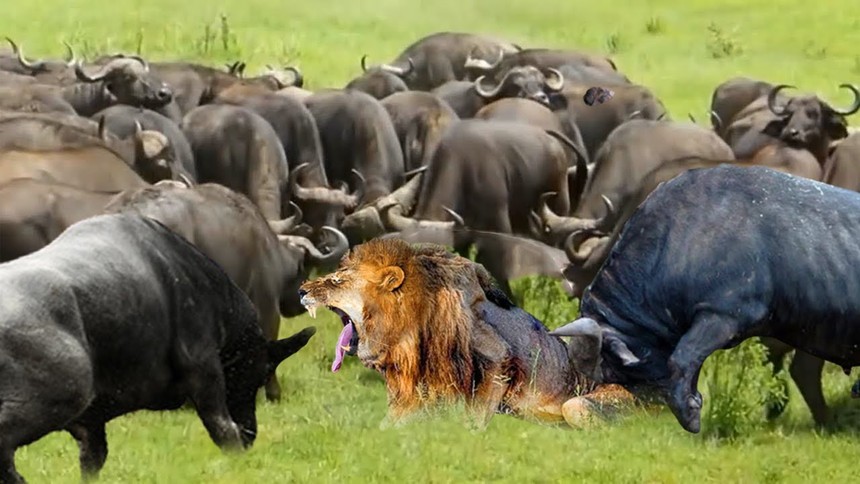 Arrogant to the king, the lion alone "wages" with more than 100 wild buffalos