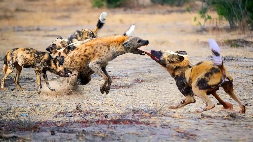 Throughout his life of stubbornness, the hyena was chased down by his enemies using his own familiar moves