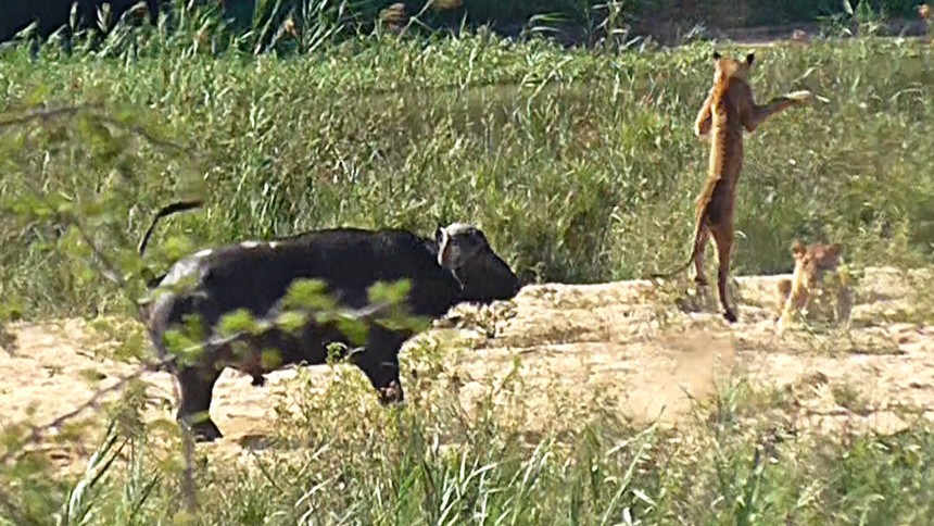 Rescuing the iguana, the "superhero" of the wild buffalo did not care about danger and rammed the lion into somersaults in the air