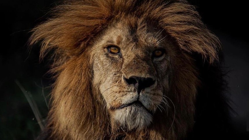 Vinh quang một đời, "Vua" sư tử vùng Serengeti bất ngờ bị hạ sát trong cuộc chiến tranh giành quyền lực